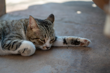 Portrait of striped Thai cat, cute cat