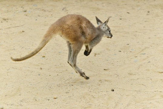 419 Best カンガルーの子 Images Stock Photos Vectors Adobe Stock