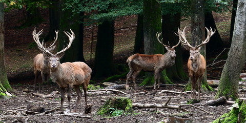 Hirschbrunft
