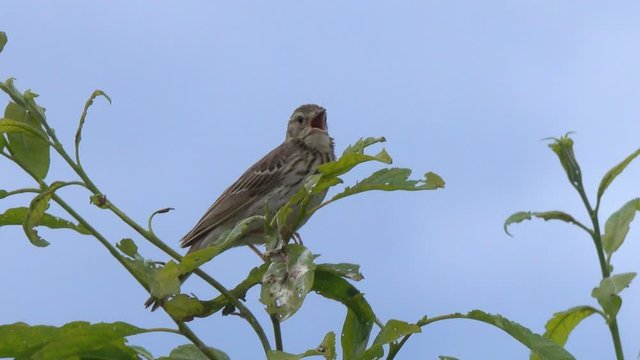 Bird Tree Pipit  (Anthus trivialis) sits on a branch and sings