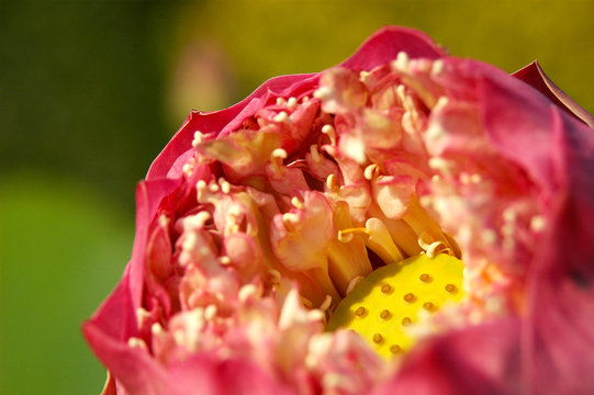 closeup of Lotus flower