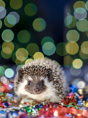Christmas card with a cute little hedgehog