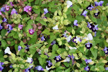 pansy background