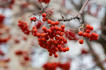 Mountain ash branches with berries 
