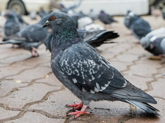 Obraz premium City frozen hungry pigeons in the Park in autumn. 