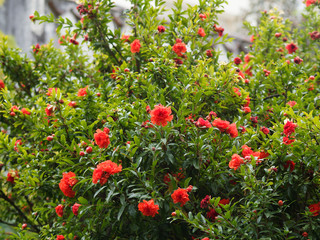 Punica granatum | Grenadier commun ou grenadier à fruits, un arbre fruitier méditerranéen aux belles fleurs rouges précédant la fructification 