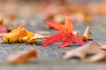 Closeup of beautiful colorful autumn leaves lying on the pavement stones. Seen in golden October in Germany, Bavaria.