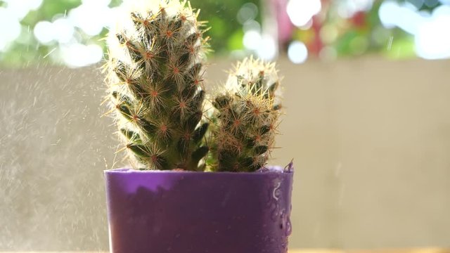Close-up spraying water on cactus in slow motion, Gardening cactus