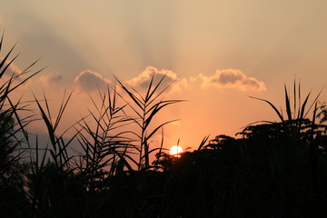 silhouette and sunset