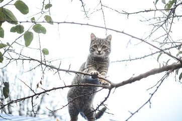 Gray tabby kitten in full growth is leaning on branches