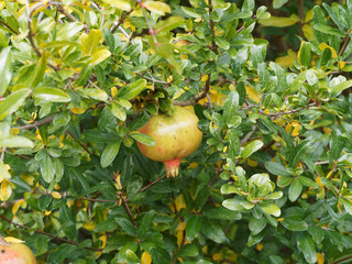 Punica granatum | Une grenade en forme de grosse baie pulpeuse teintée de jaune, rouge grenadine et orange, fruit du grenadier commun ou grenadier à fruits