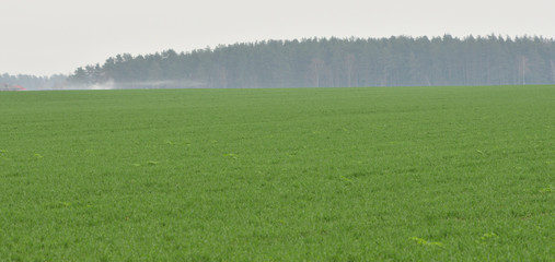 Obraz premium foggy field of green grass and forest
