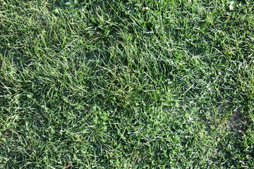 background of green grass