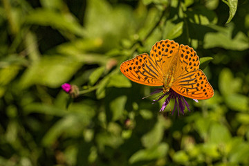 Nature
