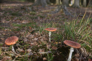 Pilze, fliegenpilze