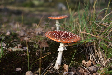 Pilze, fliegenpilze