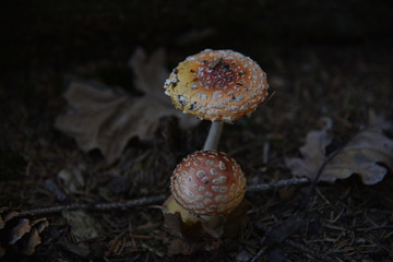 Pilze, fliegenpilze