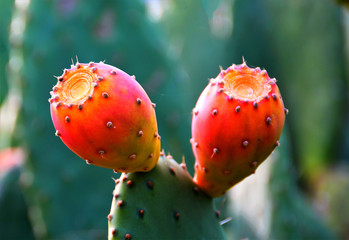 Kaktusfrucht auf einem Blatt