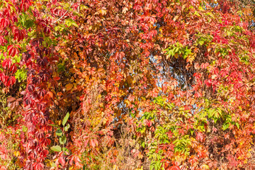 Background of maiden grapes stems with autumn leaves