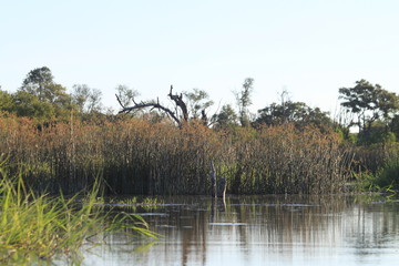 Paysage Botswana