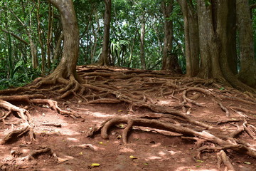 The exposed roots of rainforest giants, a complex root system covering the ground.