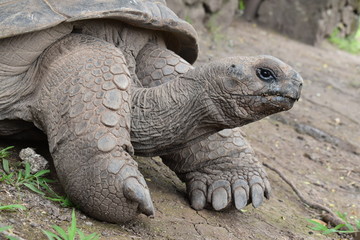 Picture of a old giant turtle, many details on the turtle’s skin and its paws and nails.