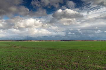Fototapeta na wymiar Green agricultural field in autumn time.
