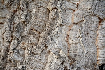 bark of the cork tree