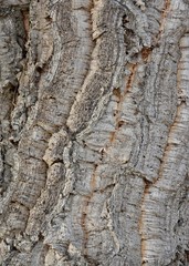 bark of the cork tree