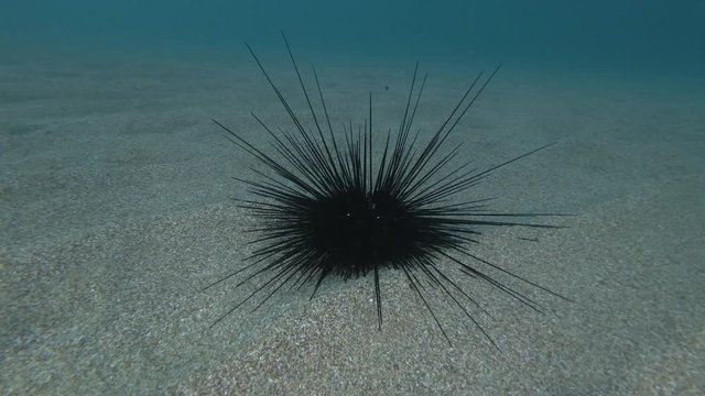 Sea urchin on the sandy seabed. Black Longspine Urchin or Long-spine sea urchin (Diadema setosum) Underwater shot. Mediterranean Sea, Europe.