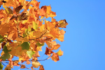 Fall leaves on tree, blue sky in background