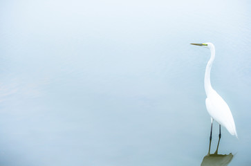 white egret in water - 298826070