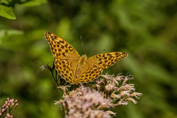 Nature