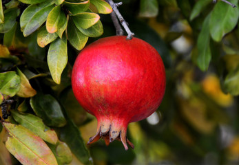 pomegranate fruit on a tree branch