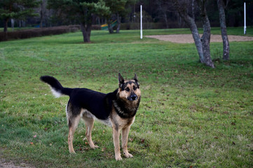 A picture of a shepherd dog on green grass. Autumn Park. Image of nature, forest, landscape.