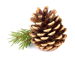Pine cones and fir tree branch on a white background