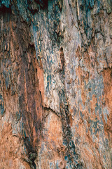 Blue and red tree texture background