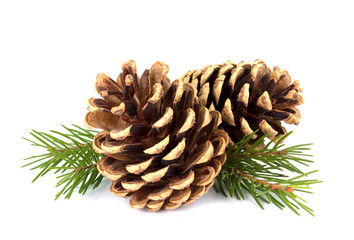 Pine cones and fir tree branch on a white background
