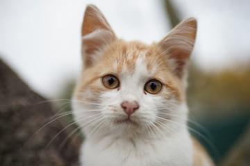 Cute ginger white kitten closeup face portrait, soft selective focus.