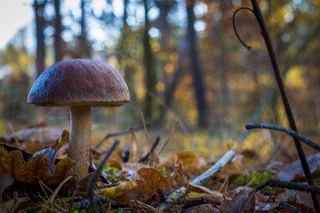 beautiful big boletus mushroom grow