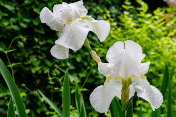 Two large white flowers of irises on stem with raindrops on petals on blurred background greenery...
