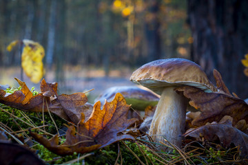 Fototapeta premium big mushroom in morning forest
