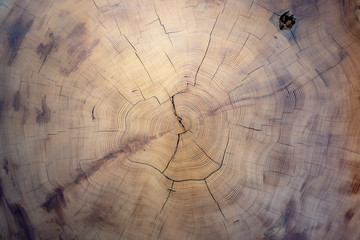 Old wooden tree cut surface