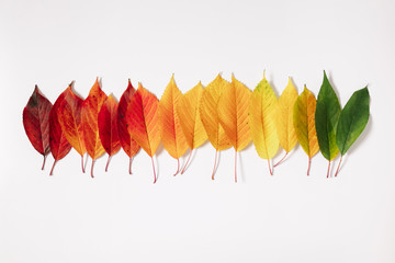 Autumn creative composition. Colorful leaves on white background. Fall leaves. Autumn background....