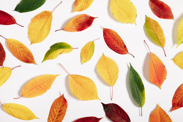 Autumn creative composition. Colorful leaves on white background. Fall leaves. Autumn background. Flat lay, top view, copy space