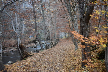 Autumn landscape in the forest in the mountains