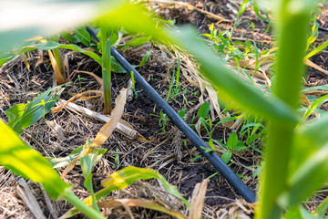 Corn farm with dipping water system. DIY Automatic Watering System for plant vegetable.