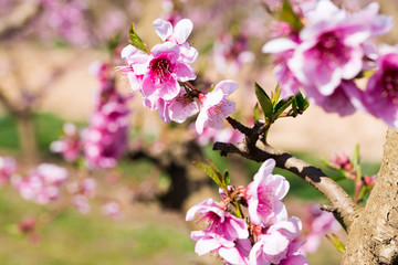 blooming peach trees in spring