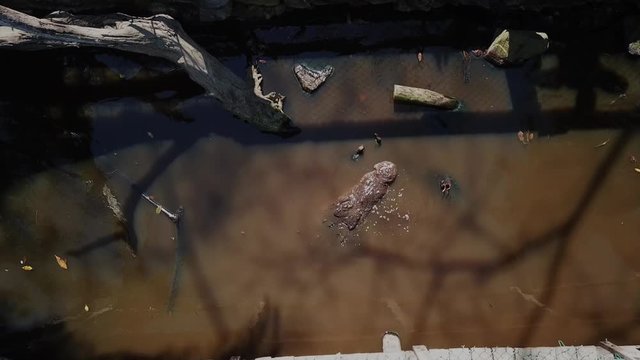 Feeding a giant Crocodile off a bridge