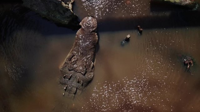 Up close of a Crocodile taking a big bite of meat